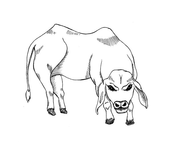 The Calf from Las Babas