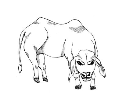 The Calf from Las Babas